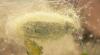 Malacosoma neustria