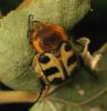 Trichius gallicus