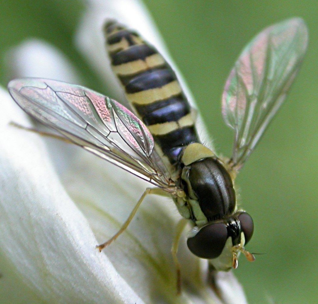 Olivier Sigaud - Sphaerophoria sp. - réf. 19870 (1052 x 1008 pixels, 158 ko)