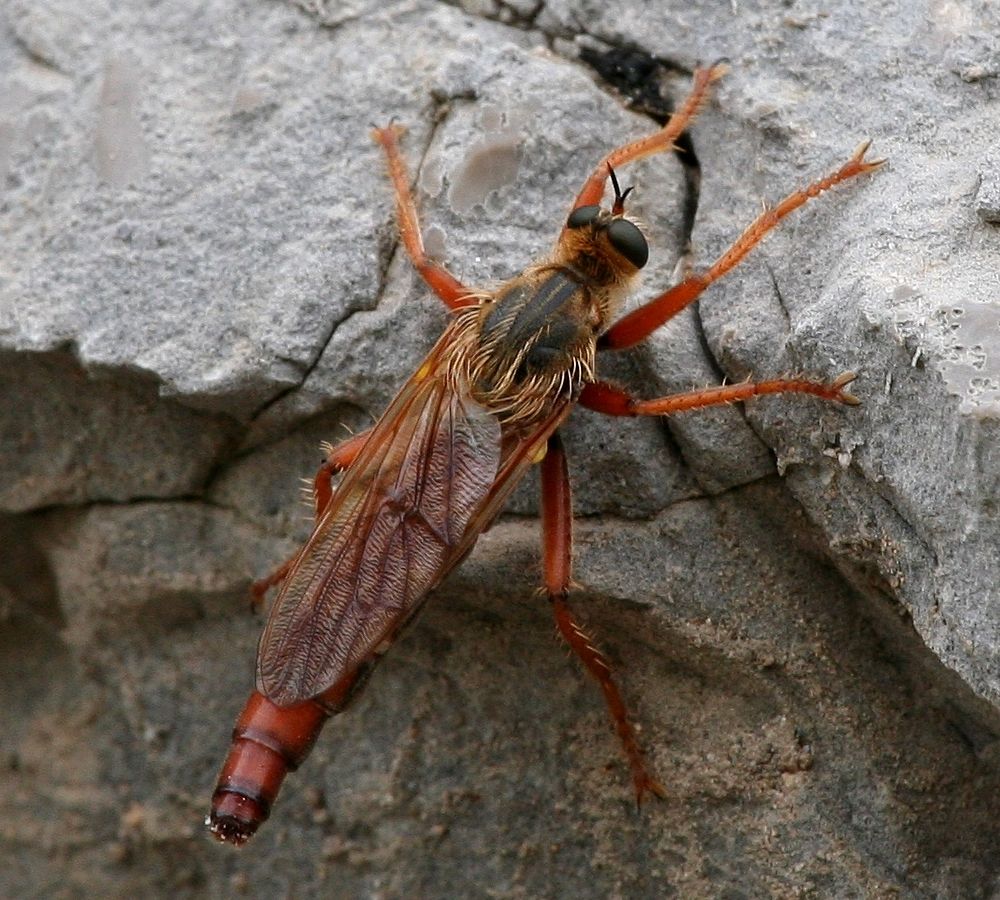 lauriaut - Stenopogon sp. - réf. 19976 (1000 x 900 pixels, 195 ko)