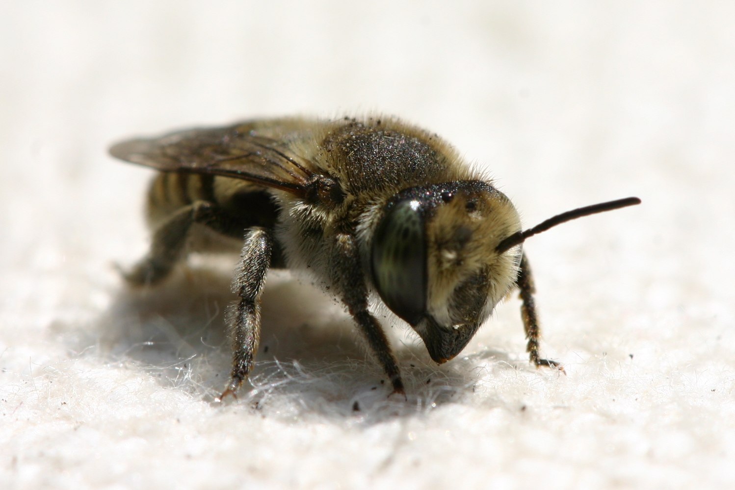 eudemis - Megachile sp. - réf. 19577 (1498 x 1000 pixels, 155 ko)