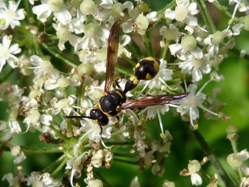 Eumenes sp.