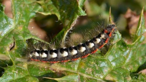Acronicta euphorbiae