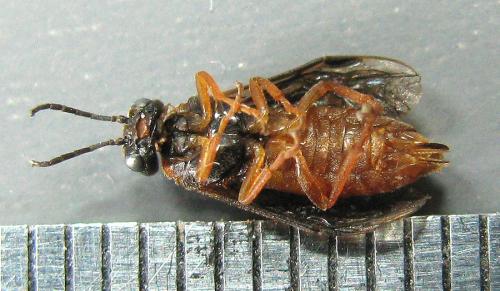 Réf. 190 467 : Monostegia abdominalis