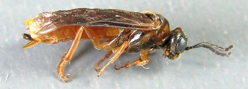 Réf. 190 468 : Monostegia abdominalis
