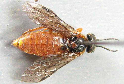 Réf. 190 469 : Monostegia abdominalis