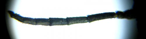 Monostegia abdominalis