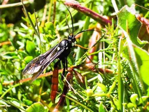 Amblyjoppa fuscipennis