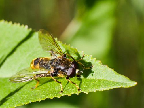 Xylota sylvarum