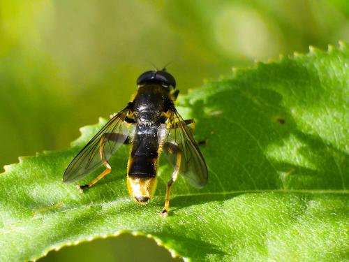 Xylota sylvarum