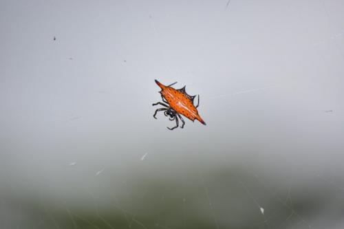 Réf. 190 254 : Gasteracantha sp.