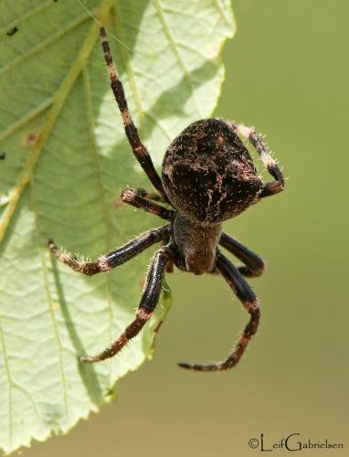 Araneus angulatus
