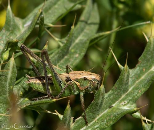 Réf. 190 007 : Platycleis sp.