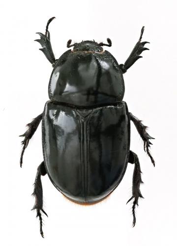 Megaceras jason