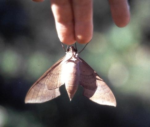 Pachylia darceta