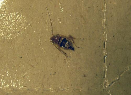 Planuncus vinzi