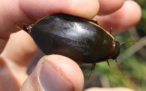 Cybister lateralimarginalis