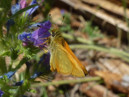 Ochlodes sylvanus