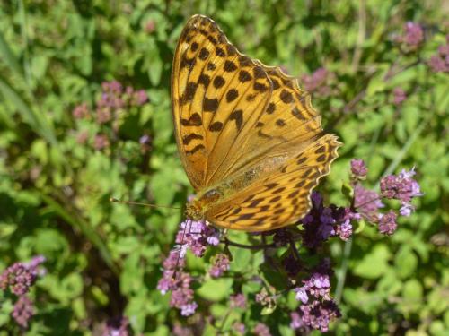 Réf. 190 926 : Argynnis paphia