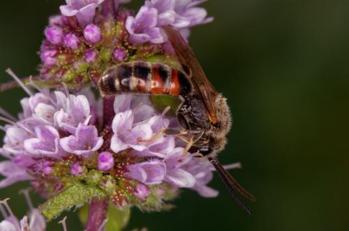 Réf. 190 306 : Lasioglossum calceatum