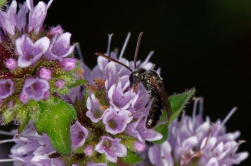 Lasioglossum sp.