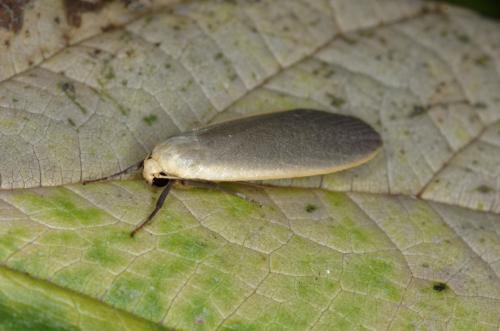 Eilema griseola