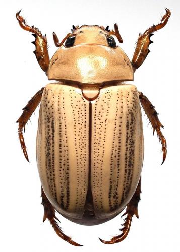Pelidnota durantonorum