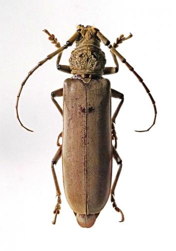Criodion cinereum