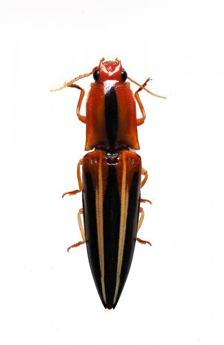 Semiotus furcatus