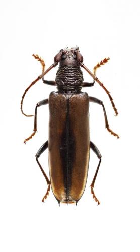 Hirtobrasilianus villiersi