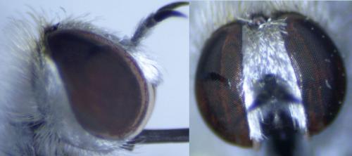 Geron gibbosus