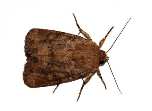 Réf. 190 995 : Luperina testacea