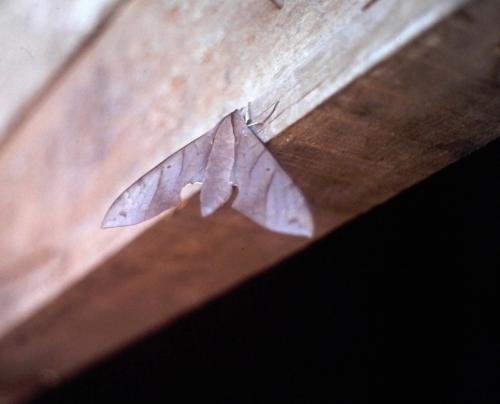 Pachylia darceta