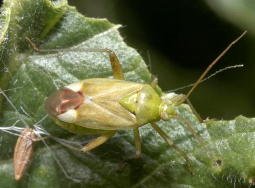 Réf. 190 532 : Reuterista instabilis