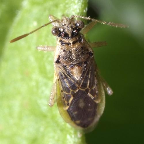 Brachycarenus tigrinus