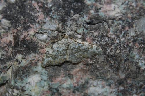 Réf. 190 678 : Coenotephria tophaceata