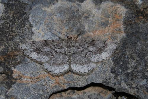 Réf. 190 671 : Peribatodes secundaria