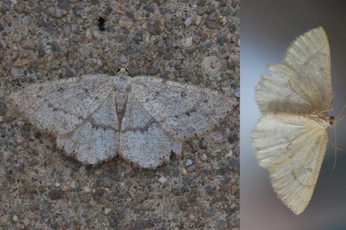 Gnophos sp.