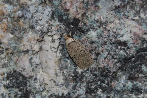 Agonopterix sp.