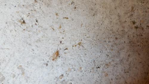 Ectobius sp.