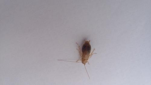 Ectobius sp.