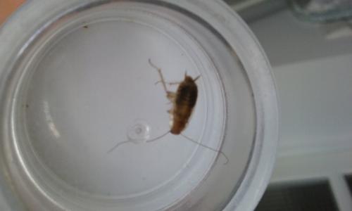 Ectobius sp.
