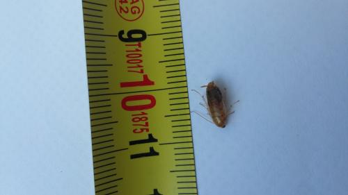 Ectobius sp.