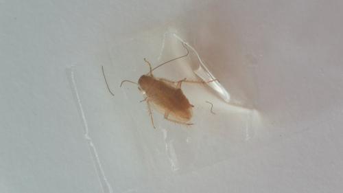 Ectobius sp.