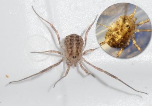 Paroligolophus meadii