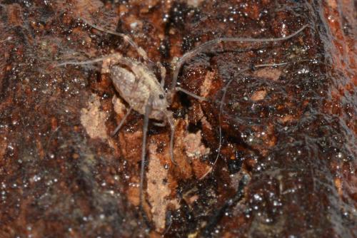 Paroligolophus meadii