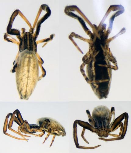 Uloborus walckenaerius