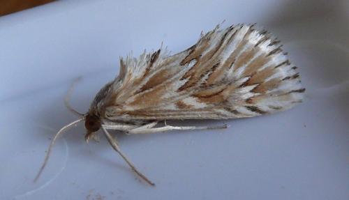 Cynaeda dentalis