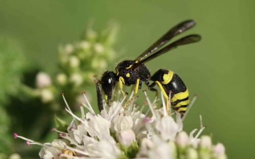 Ancistrocerus sp.