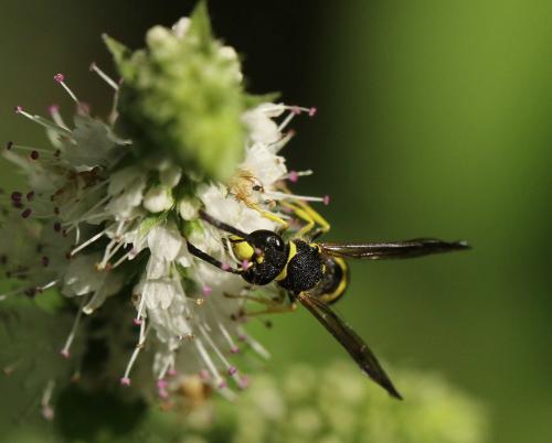 Ancistrocerus sp.